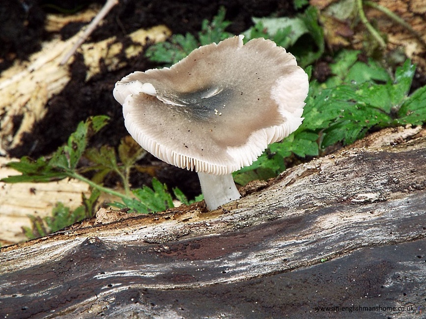 Mushroom on old Tree. 2013.