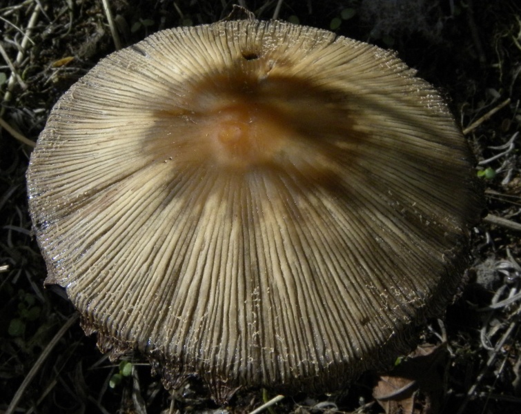 Mushroom. April 2011