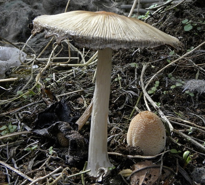 Mushroom. April 2011