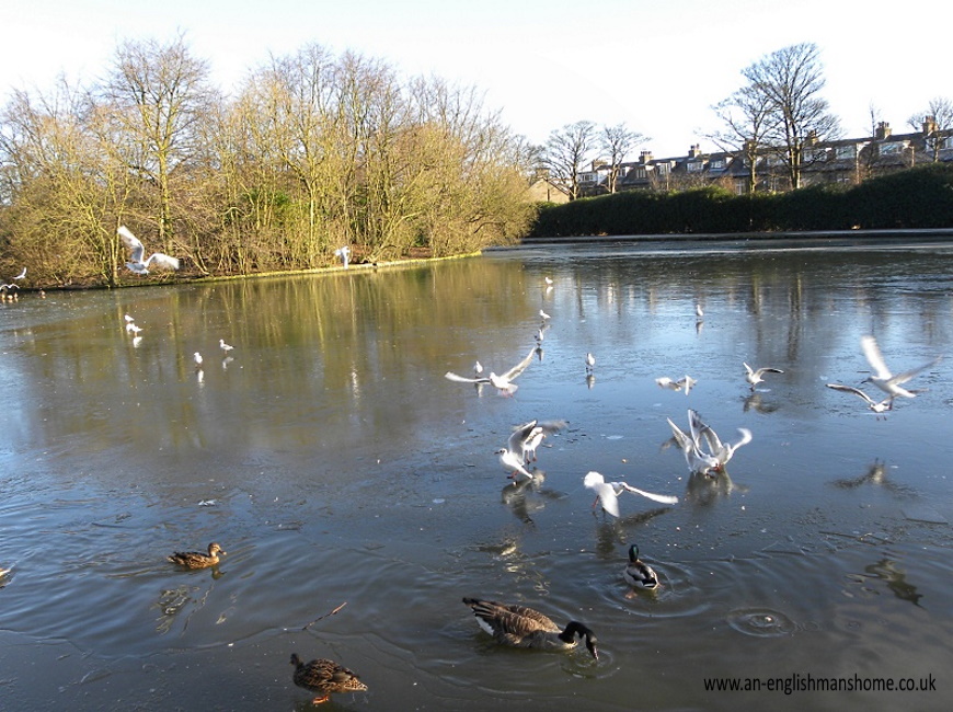 Wibsey Duck  park, January 2010. 