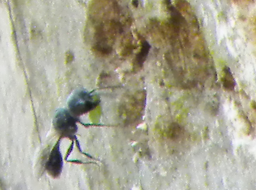 Flying Ants June 2010.