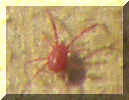 Red Spidermite.