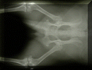 Xray, March 8th 2011. 