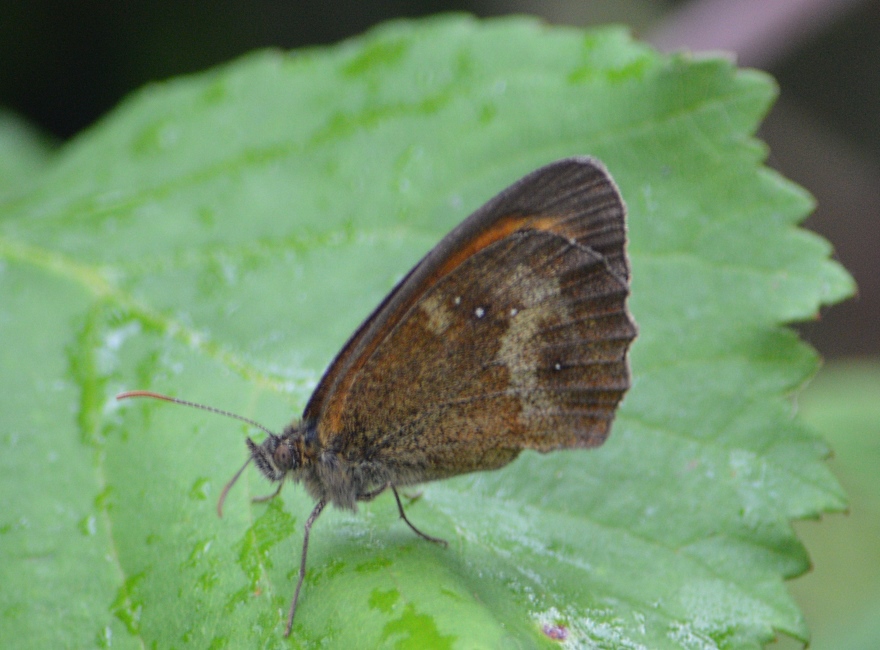 Butterflies in Gorron 2013.