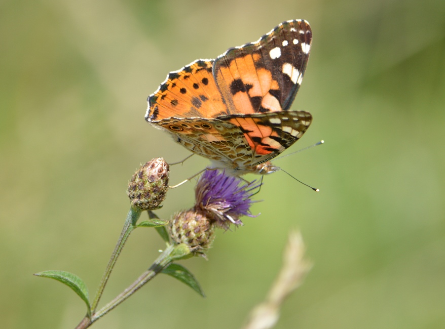 Butterflies in Gorron 2013.