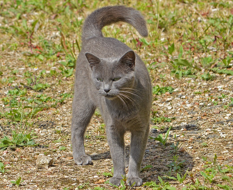 A grey Cat in Gorron 2013.