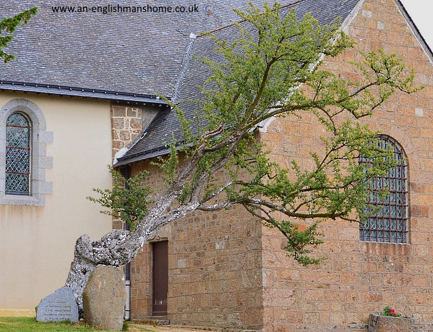 The oldest Tree in France 2014.