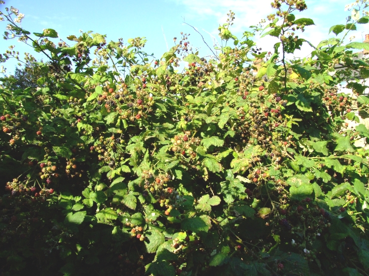 Blackberry bush.