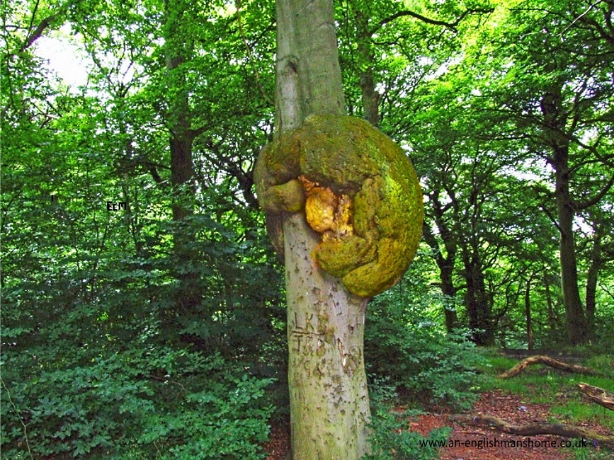 A Tree with a boil. 