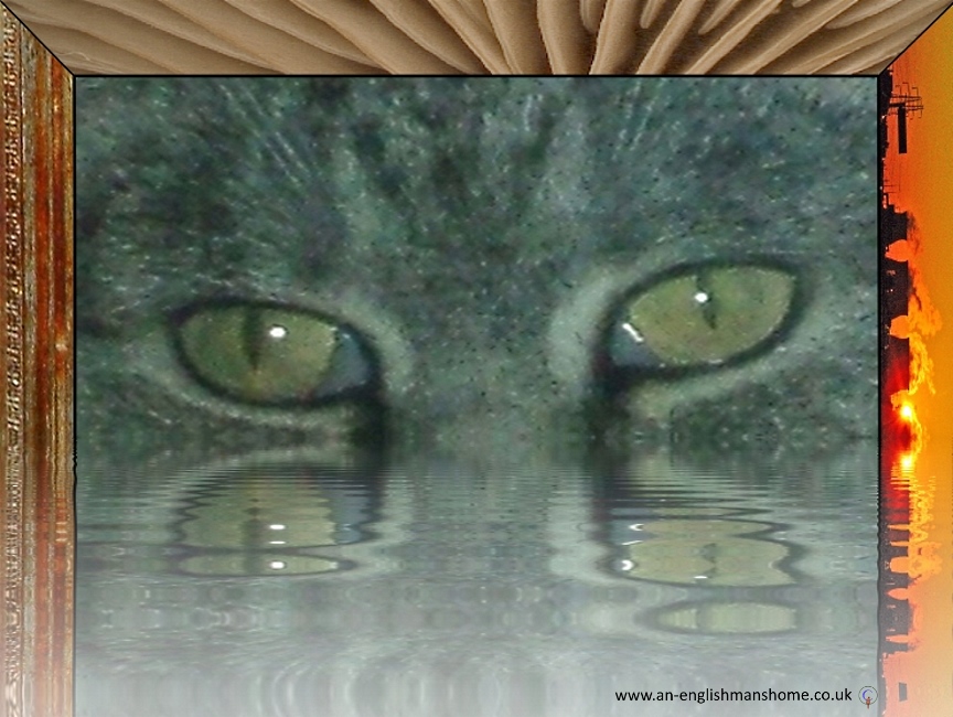 Cats eyes.