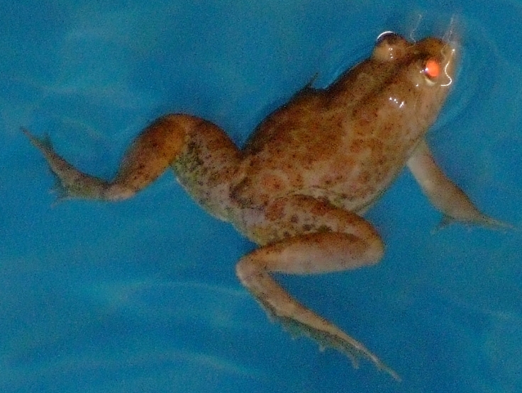 Frog in the pool.