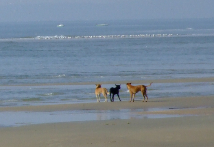 Dogs on the beach.