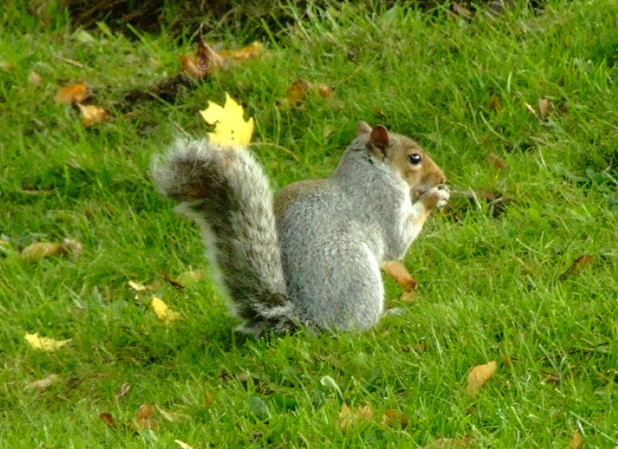 Nutty Squirrel.