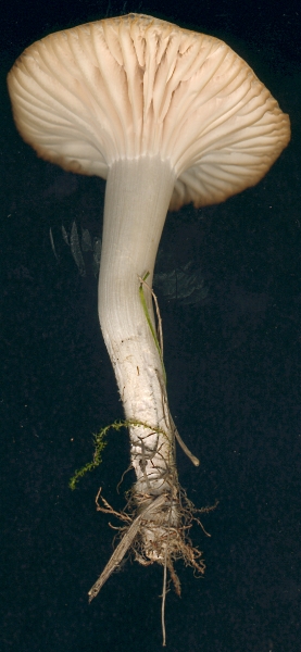 Mushroom stalk