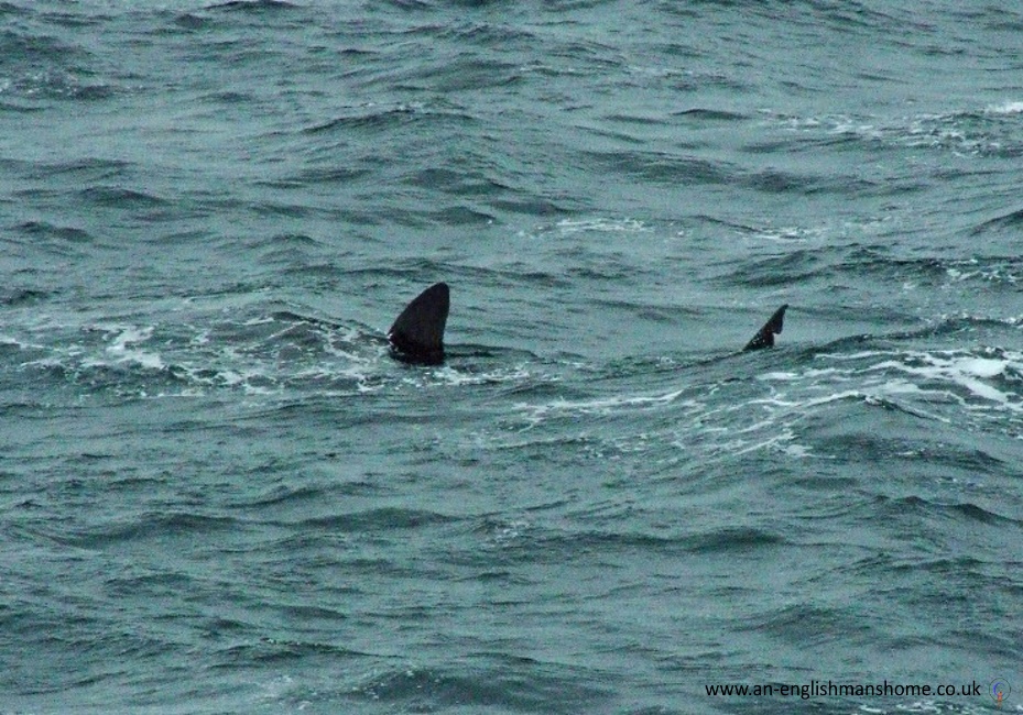 Sharks on the Scottish West coast.