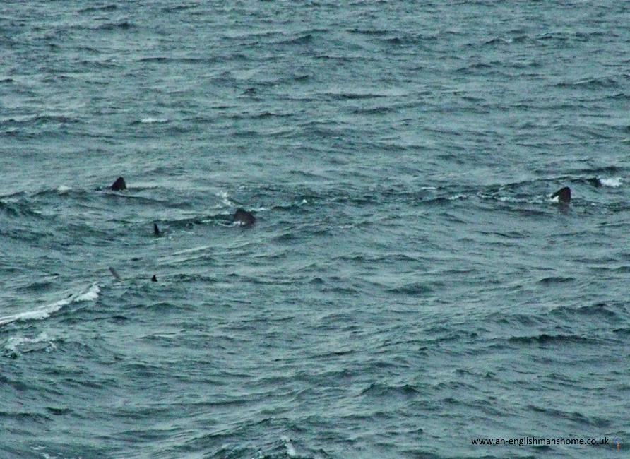 Sharks on the Scottish West coast.