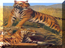 Tigers.